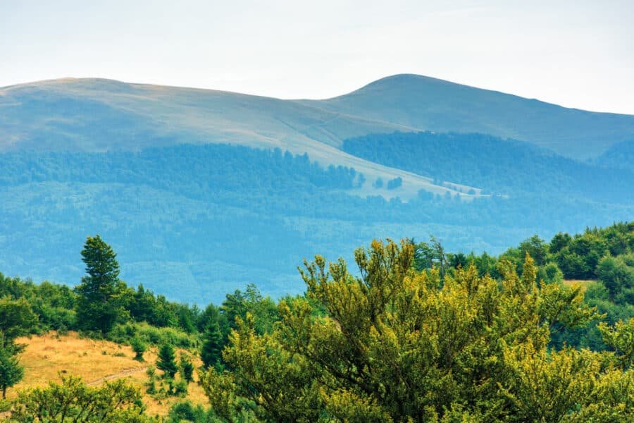 Ancient And Primeval Beech Forests Of The Carpathians And Other Regions Of Europe